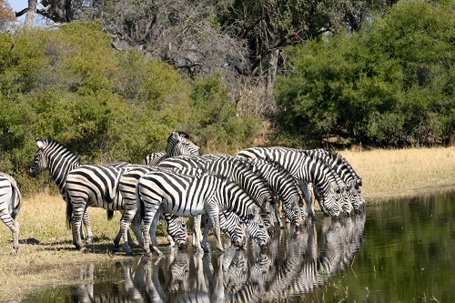 Photo by Botswana Tourism - Zebra Migrations